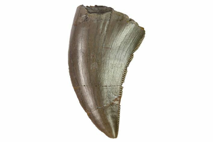 Serrated, Allosaurus Tooth - Colorado #169032
